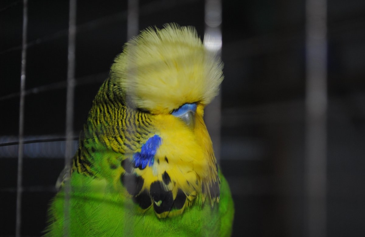 Волнистый попугай ВВП