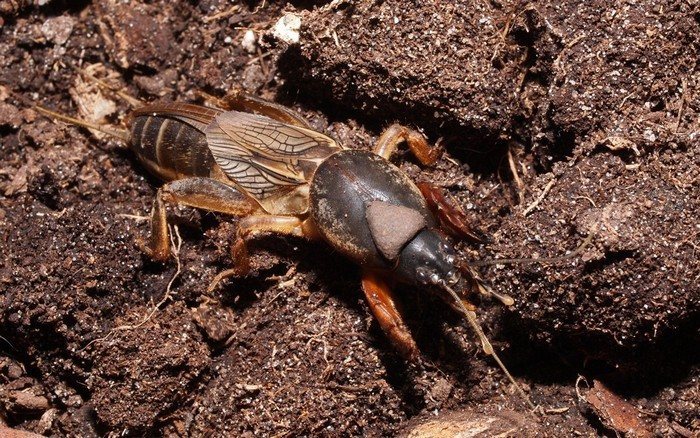 Вредитель медведка: как бороться с "подземным танком"