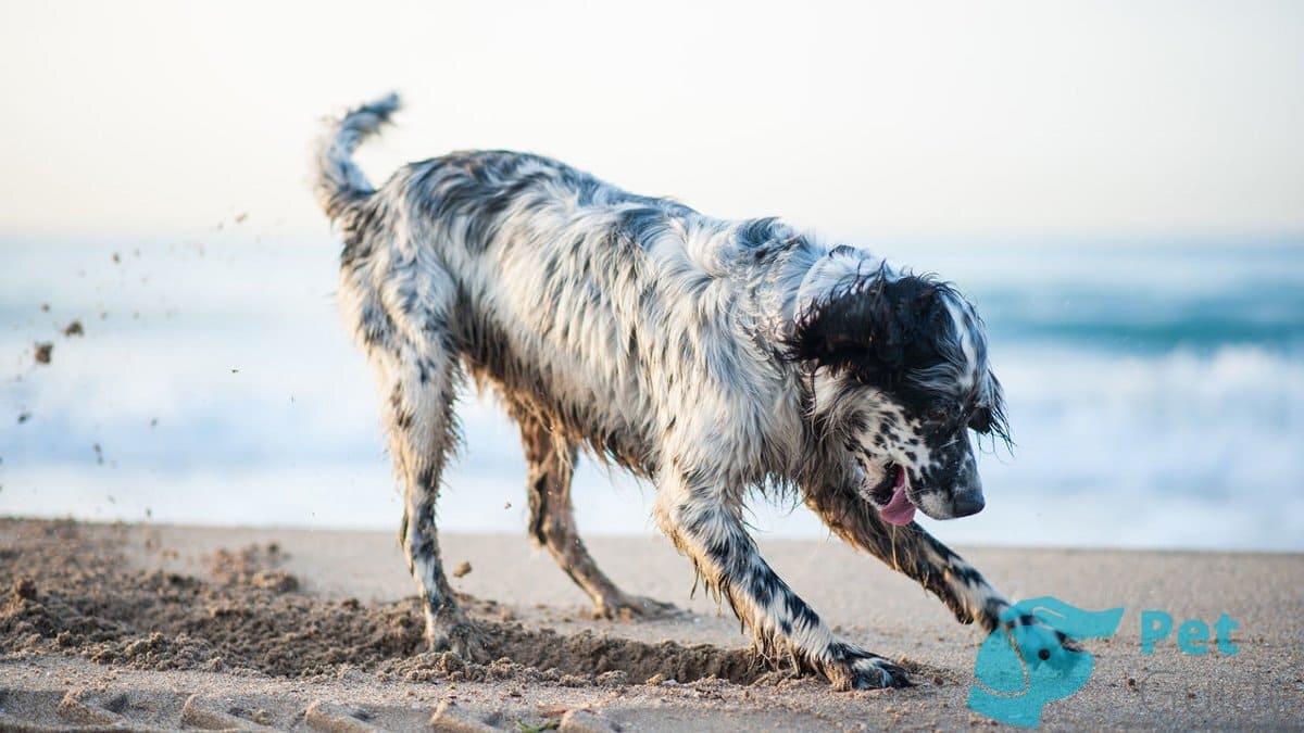 Здоровье английского сеттера Здоровье английского сеттера