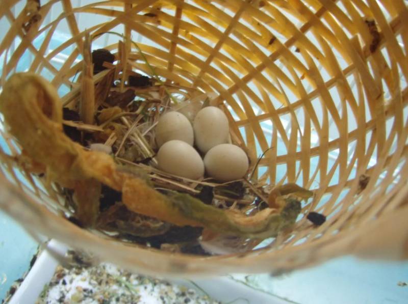 Зебровые амадины: уход и содержание в домашних условиях, разведение, сколько живут