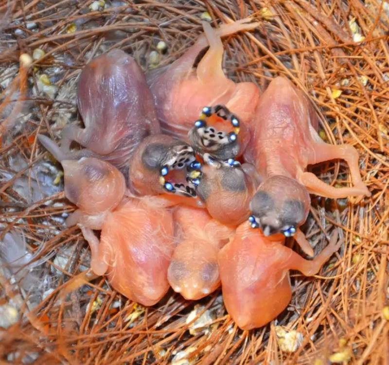 Зебровые амадины: уход и содержание в домашних условиях, разведение, сколько живут