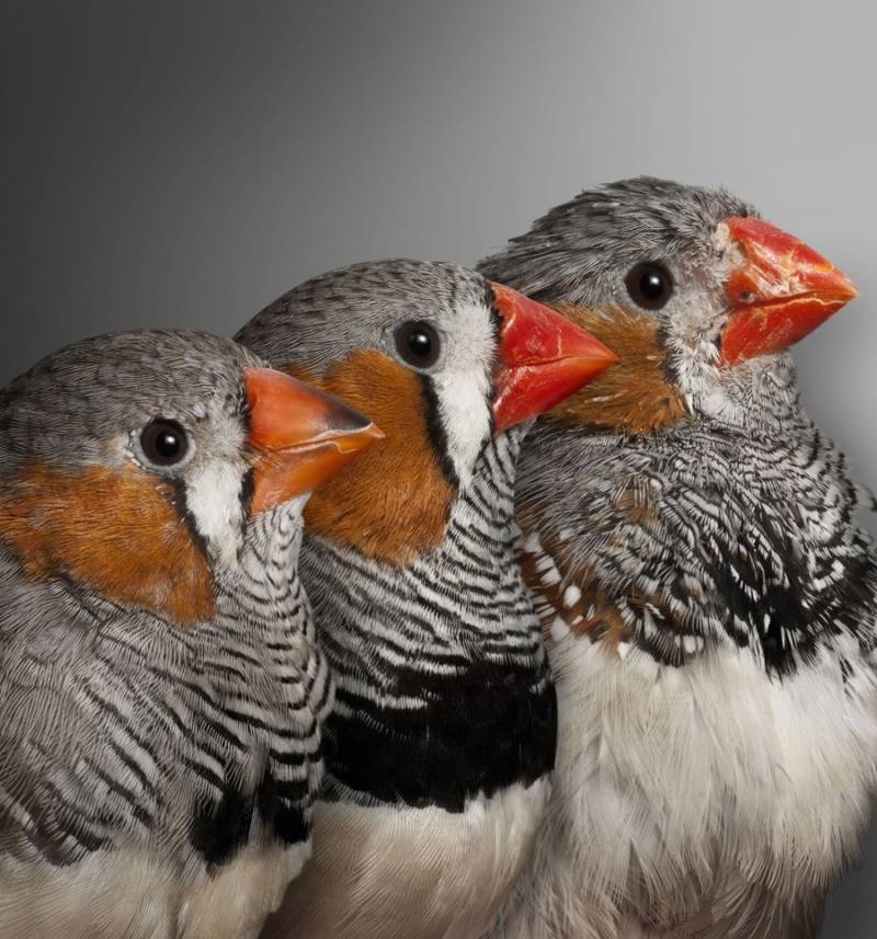 Зебровые амадины: описание, уход и содержание в домашних условиях