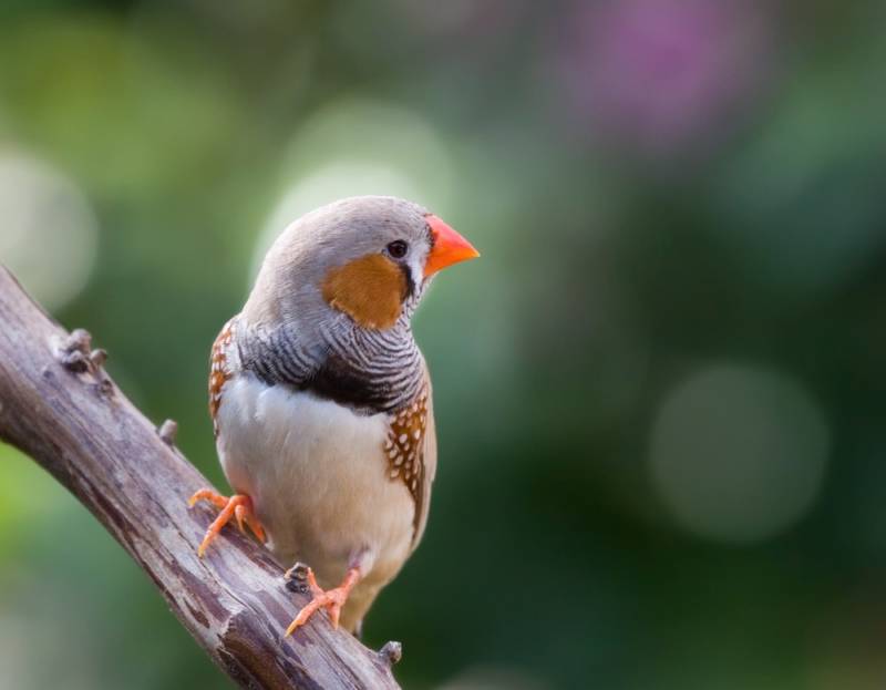 Зебровые амадины: уход и содержание в домашних условиях, разведение, сколько живут