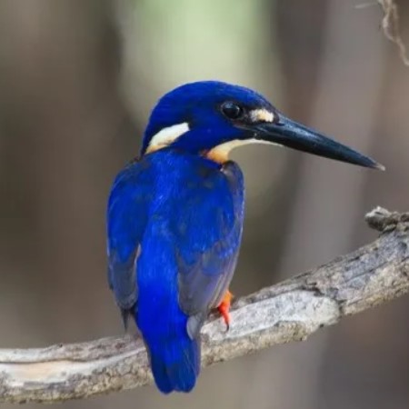 зимородок20