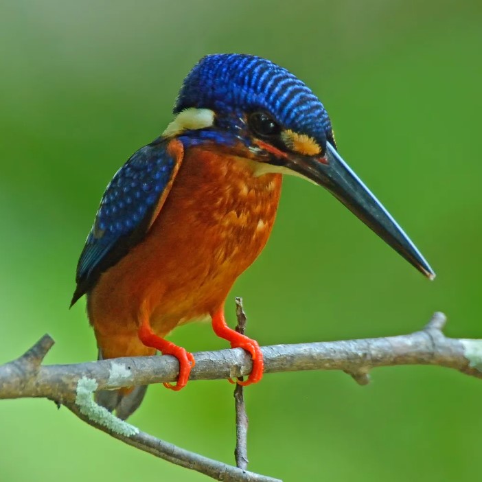 зимородок21