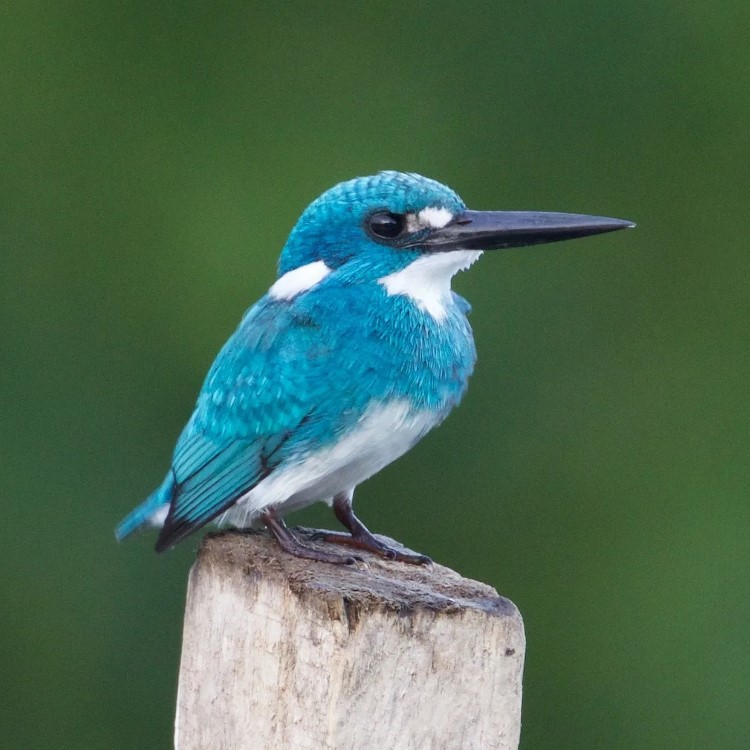 зимородок22