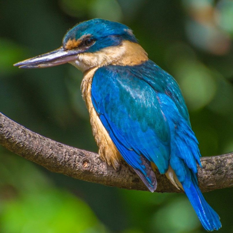 зимородок23