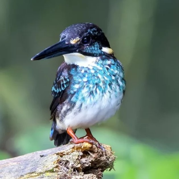 зимородок24