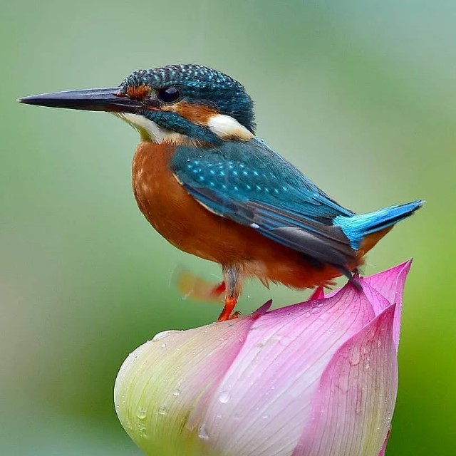 зимородок25