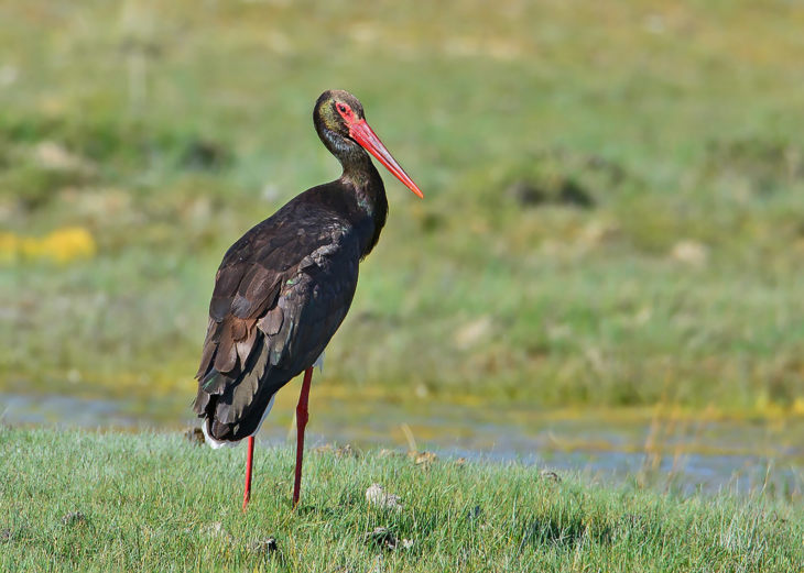 Описание и характеристики аиста: чем питаются, где живут и сколько живут