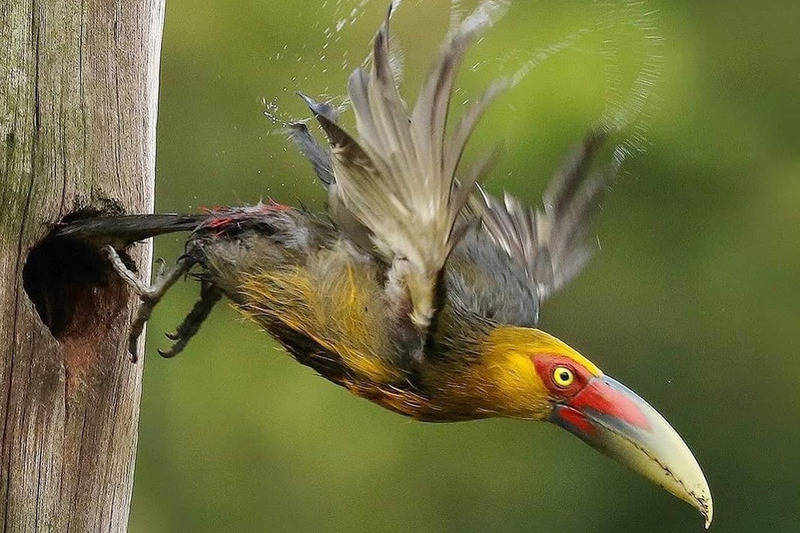 Птица тукан: описание, как выглядит, где обитает, чем питается, разновидности, интересные факты