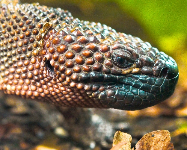 Ящерица во «всеоружии»: ядозуб