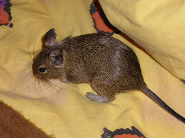 Прирученная белка дегу: условия содержания и режим кормления