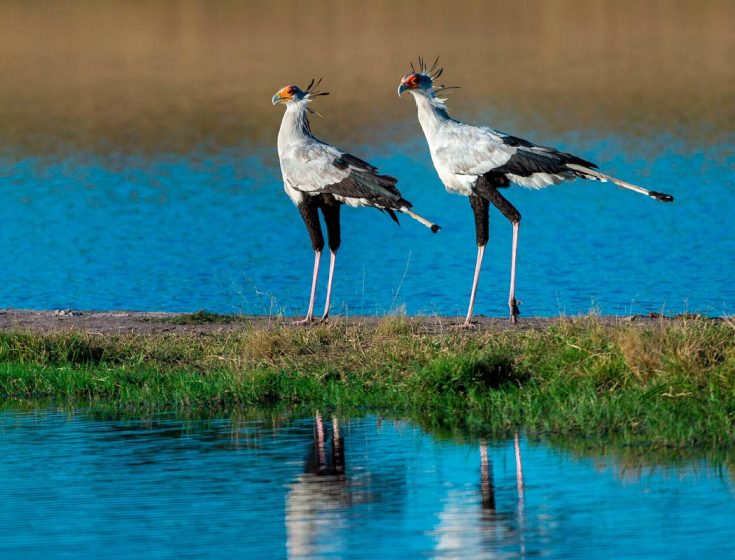 Птица секретарь: образ жизни и среда обитания