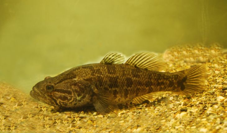 Рыба ротан: описание, особенности, виды, образ жизни и среда обитания
