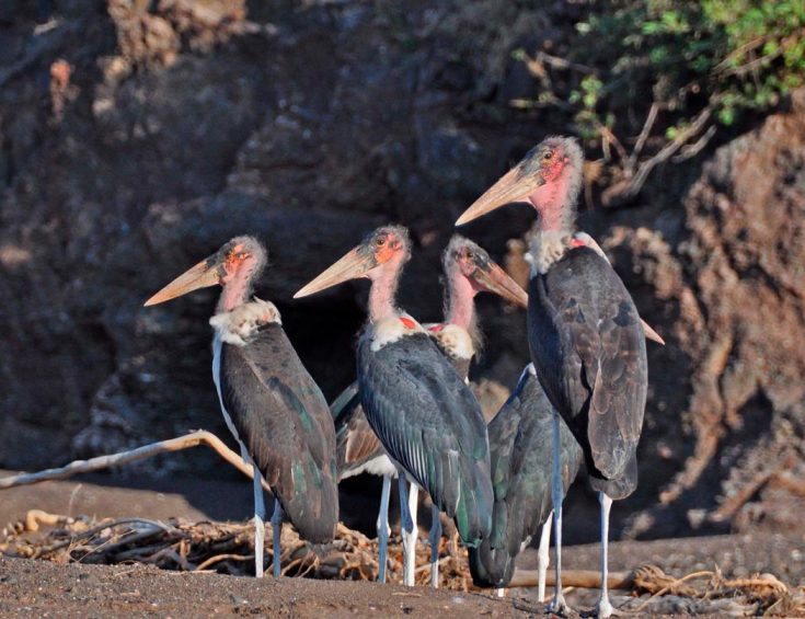 50 интересных фактов о марабу