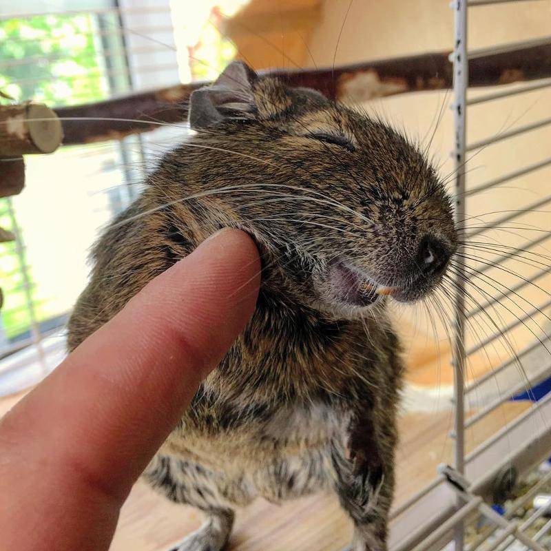 Прирученная белка дегу: условия содержания и режим кормления