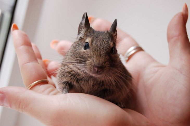 Прирученная белка дегу: условия содержания и режим кормления