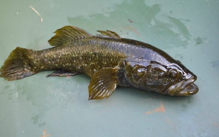 Рыба ротан: описание, особенности, виды, образ жизни и среда обитания