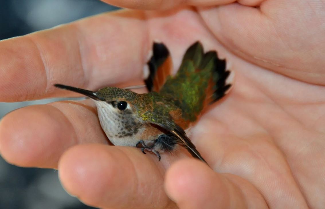 Колибри: описание, среда обитания, интересные факты