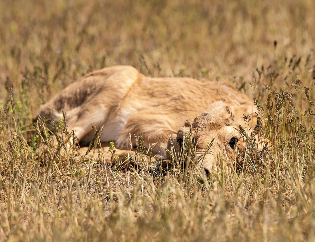 Молодой сайгак лежит в траве