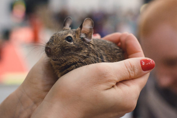 Прирученная белка дегу: условия содержания и режим кормления