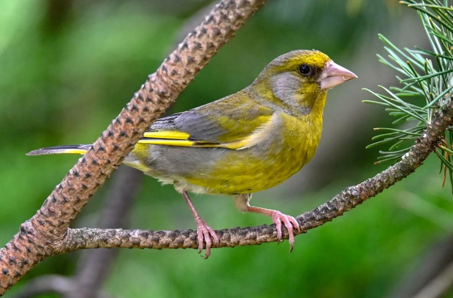 Зеленушка — небольшая птичка с ярким оперением и звонким голосом