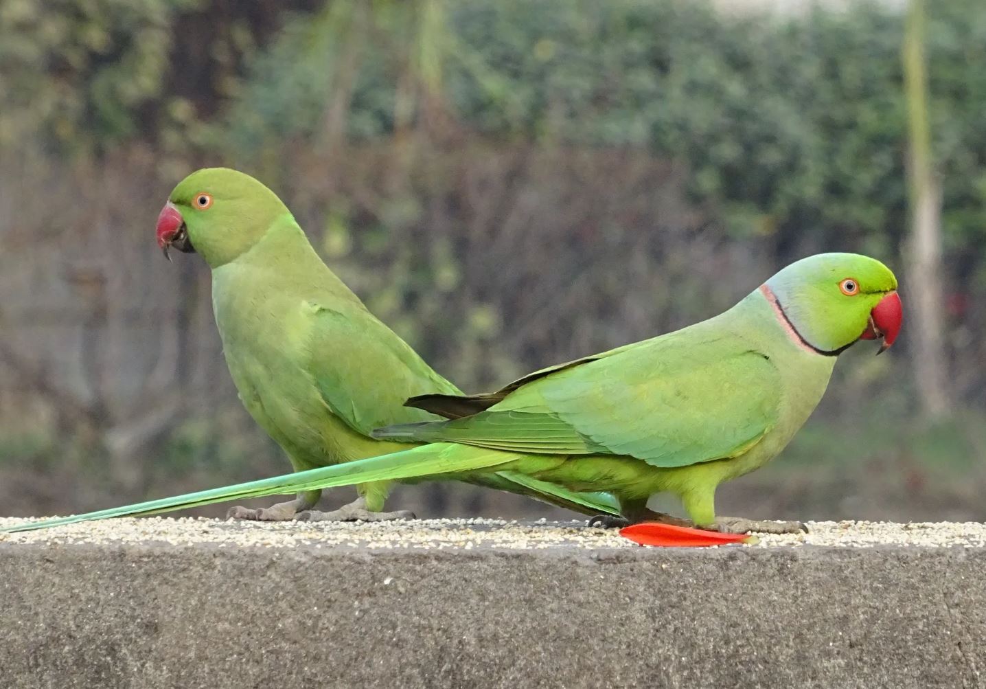 Александрийский попугай – покладистый друг человека