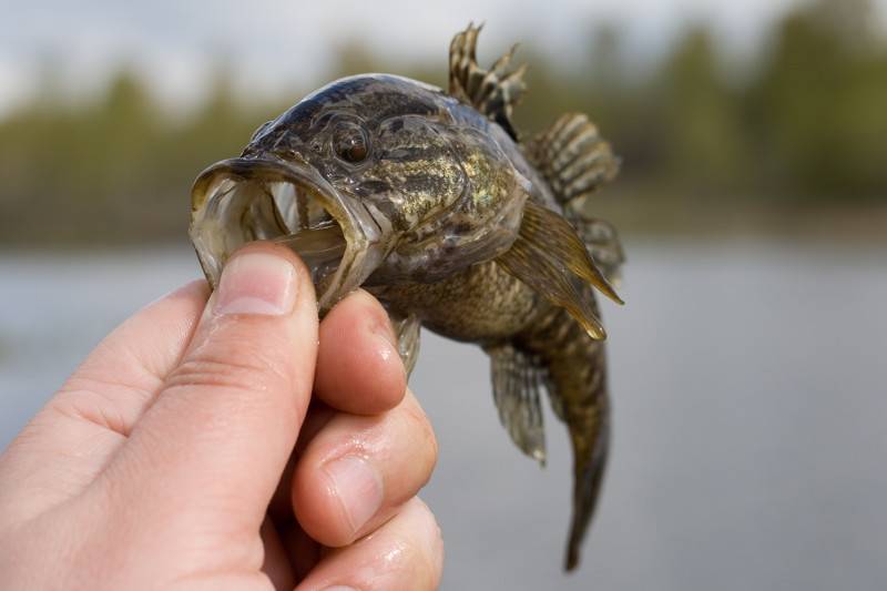 Рыба ротан: описание, особенности, виды, образ жизни и среда обитания