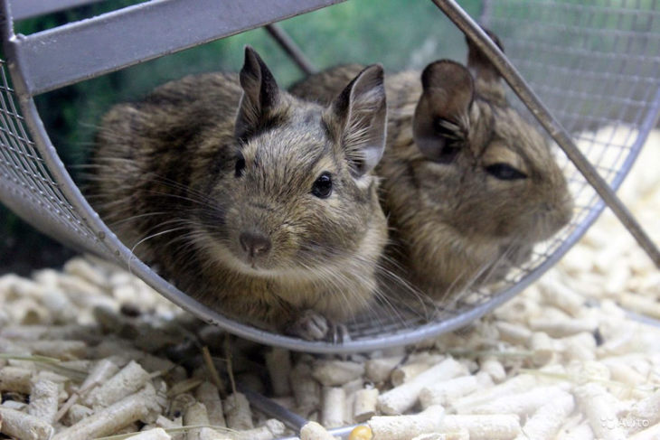 Прирученная белка дегу: условия содержания и режим кормления