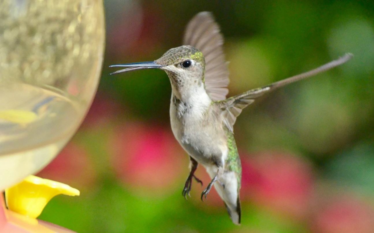 Колибри: описание, среда обитания, интересные факты