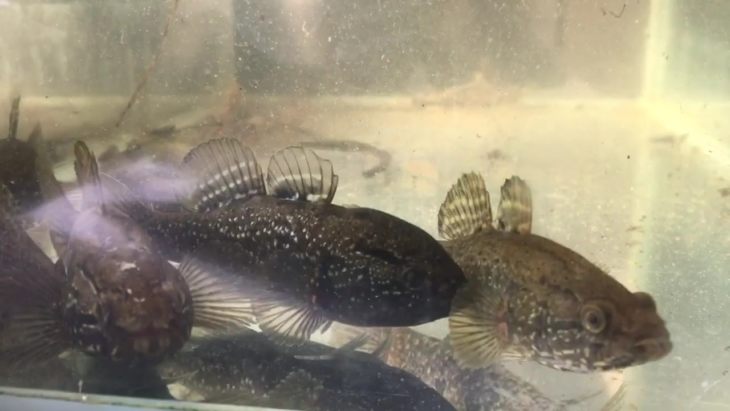 Рыба ротан: описание, особенности, виды, образ жизни и среда обитания