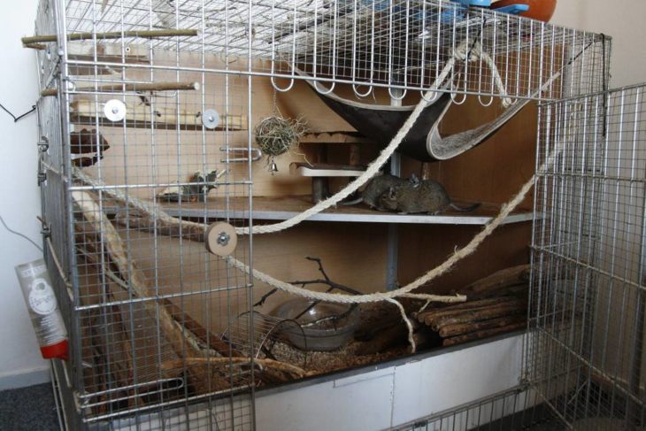 Прирученная белка дегу: условия содержания и режим кормления