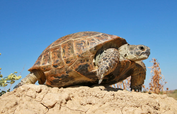 Виды черепах для домашнего содержания