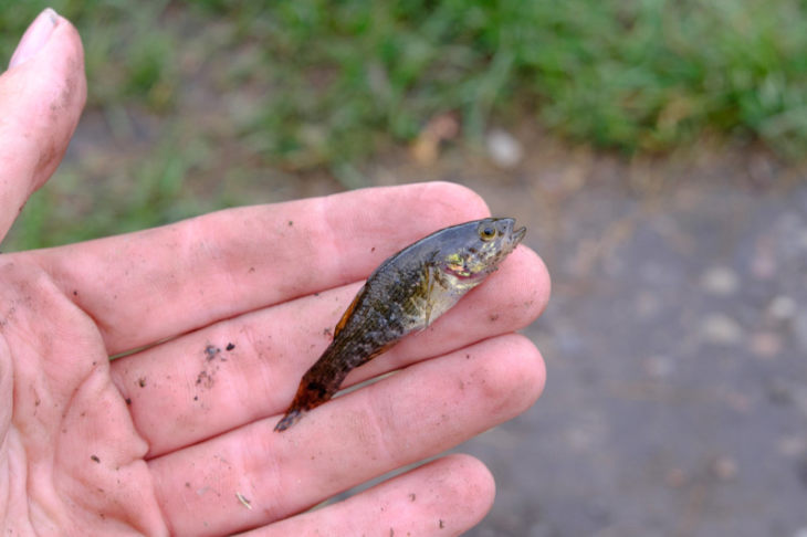 Рыба ротан: описание, особенности, виды, образ жизни и среда обитания