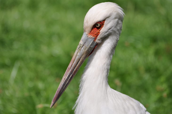 Описание и характеристики аиста: чем питаются, где живут и сколько живут