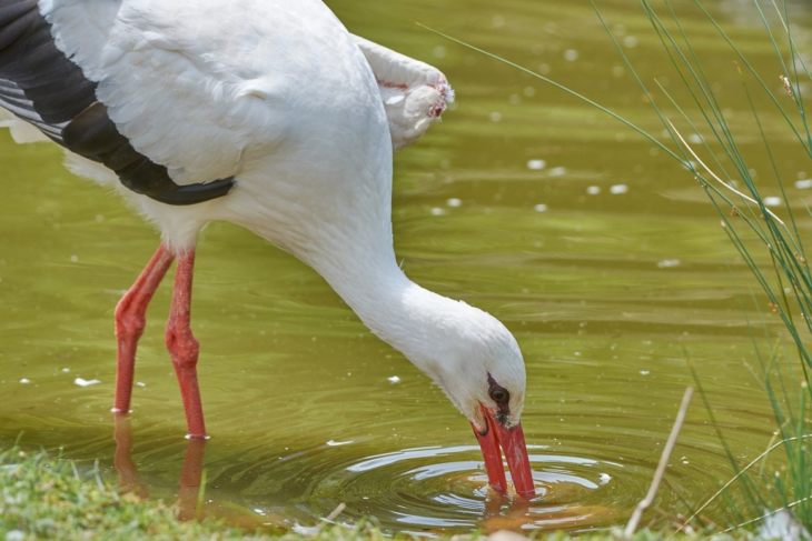 Описание и характеристики аиста: чем питаются, где живут и сколько живут