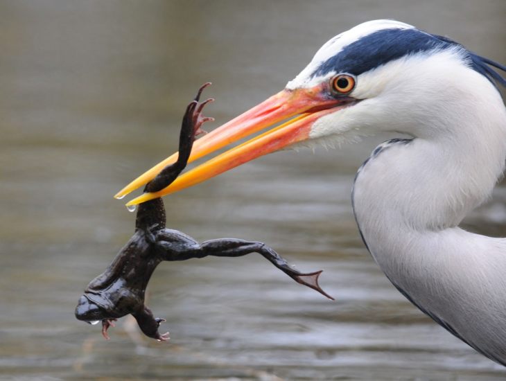 Описание и характеристики аиста: чем питаются, где живут и сколько живут