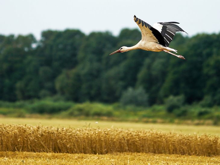 Описание и характеристики аиста: чем питаются, где живут и сколько живут