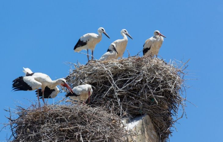 Описание и характеристики аиста: чем питаются, где живут и сколько живут