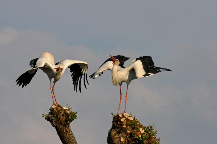 Описание и характеристики аиста: чем питаются, где живут и сколько живут