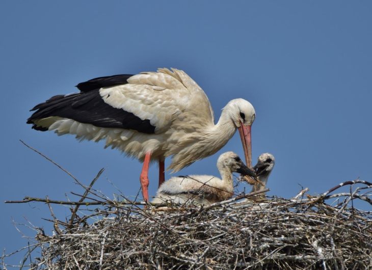 Описание и характеристики аиста: чем питаются, где живут и сколько живут