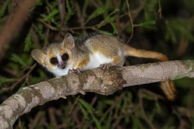 Лемур Лори: описание животного, особенности, виды, среда обитания