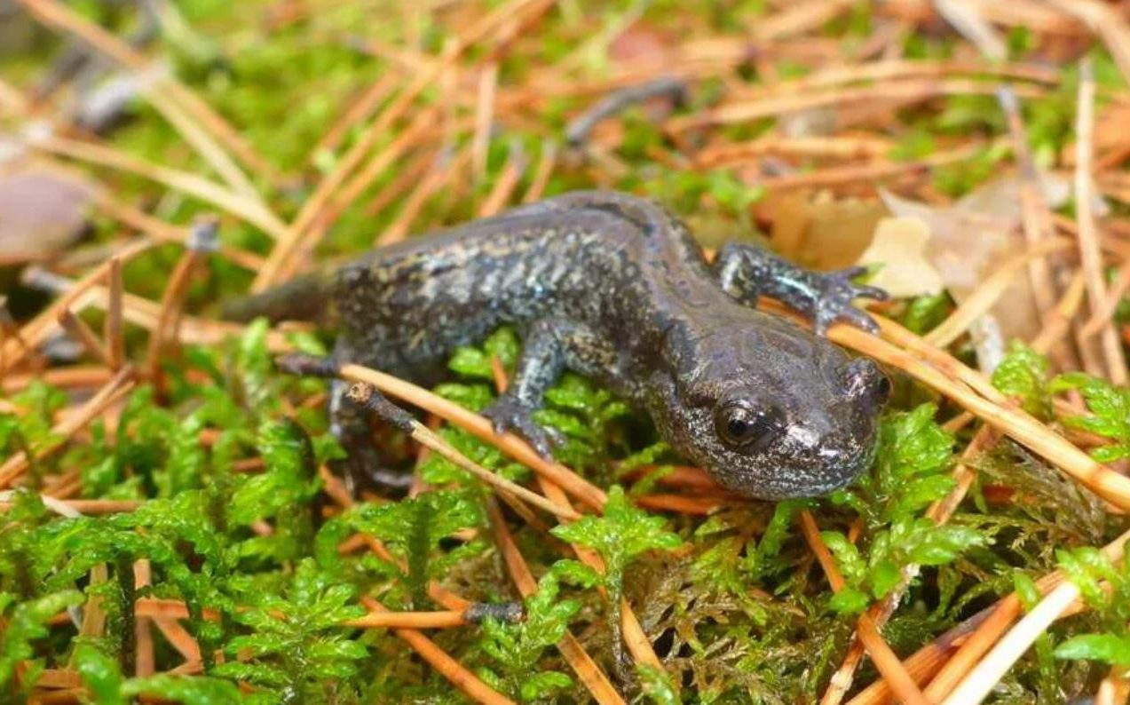 Сибирская саламандра — чудесное земноводное из зоны вечной мерзлоты
