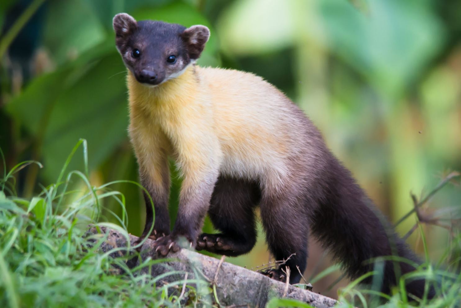 Харза: яркая куница-красавица Азии