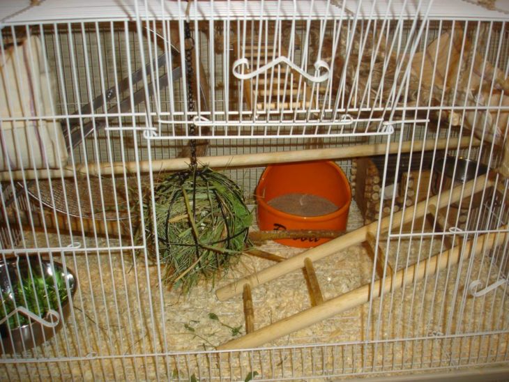 Прирученная белка дегу: условия содержания и режим кормления