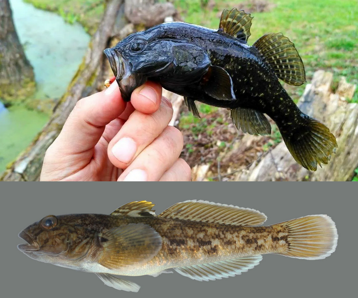 Рыба ротан: описание, особенности, виды, образ жизни и среда обитания