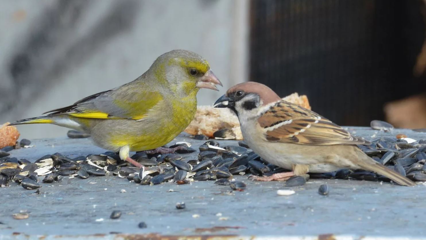 Зеленушка — небольшая птичка с ярким оперением и звонким голосом