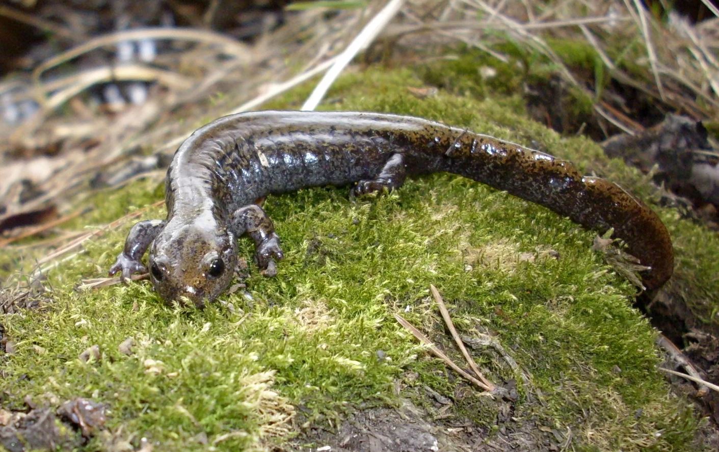 Прирученная белка дегу: условия содержания и режим кормления