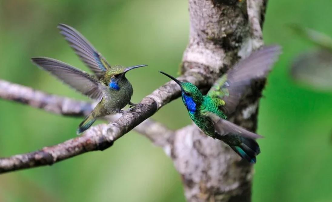 Колибри: описание, среда обитания, интересные факты